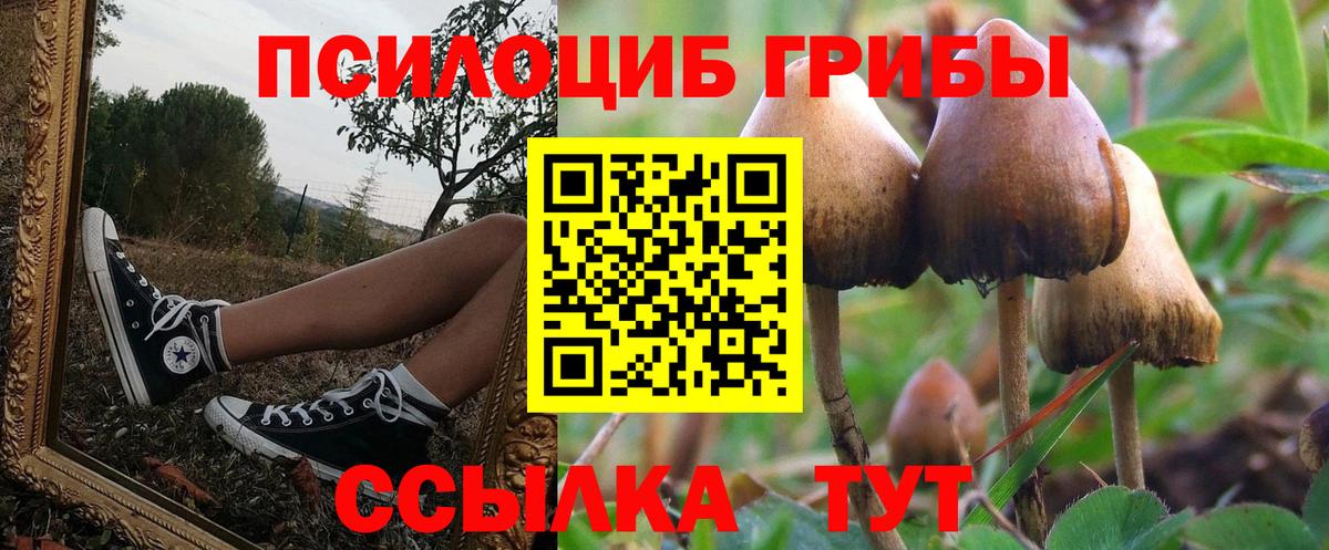Псилоцибиновые грибы Psilocybine cubensis  Морозовск  закладки  Галлюциногенные грибы мухоморы 
